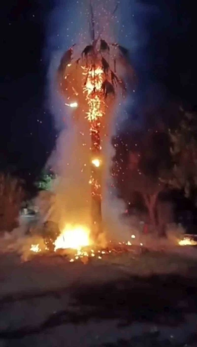 Mardin’de 15 yıllık palmiye ağacını ateşe verdiler
