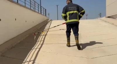 Mardin’de diş hastanesine giren yılan ekiplerce doğaya salındı
