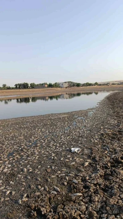 Mardin’de gölet suyu çekildi, binlerce balık telef oldu
