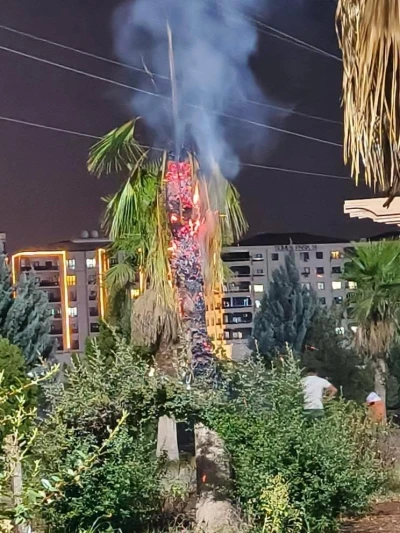Mardin’de palmiye ağacı ateşe verildi
