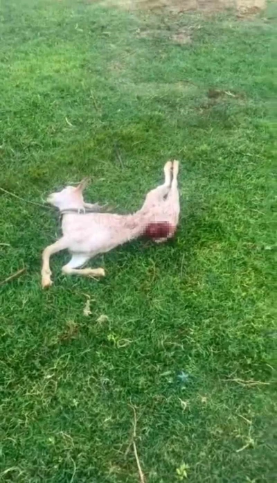 Mardin’de sokak köpekleri iki keçiyi telef etti
