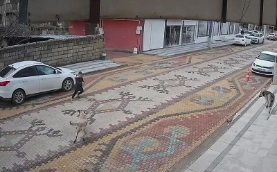 Mardin&rsquo;de sokak k&ouml;peklerinin saldırdığı &ccedil;ocuğu esnaf kurtardı
