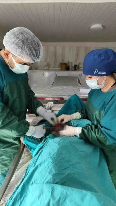 Mardin Hayvan Bakımevinde k&ouml;pekteki 1 kiloluk t&uuml;m&ouml;r operasyonla alındı
