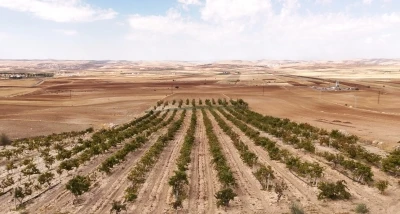 Mardin’in beyaz toprakla mayalanan meşhur üzüm pekmezi coğrafi işaret yolunda
