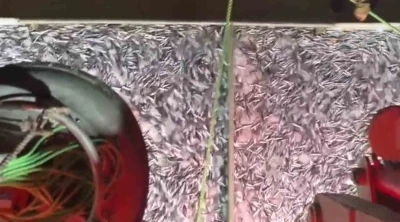 Marmara’da bereketli av: Bin kasa hamsi, bin kasa sardalya avlandı
