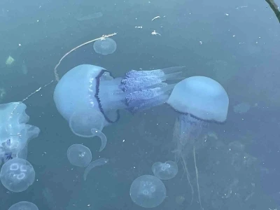 Marmara’da ’bitti’ denilen müsilaj kabusu tekrar hortladı
