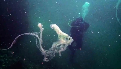 Marmara’da mercanlara müsilaj tehdidi
