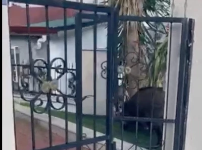 Marmaris Belediyesi&rsquo;ne domuz davası
