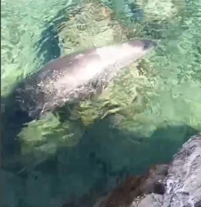 Marmaris Çiftlik Koyu’nun sevimli misafiri Fok Balığı
