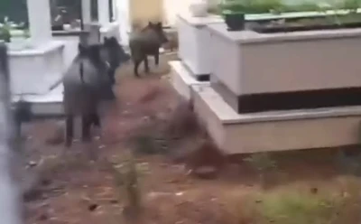 Marmaris’te domuz istilası sürüyor: &quot;Yeni adres mezarlıklar&quot;
