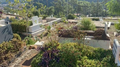 Marmaris’te yaban domuzlarının yeni adresi mezarlıklar
