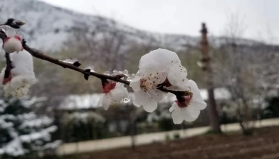 Mart sonrası Nisan şoku: Erzincan ve &ccedil;evresinde gece donu

