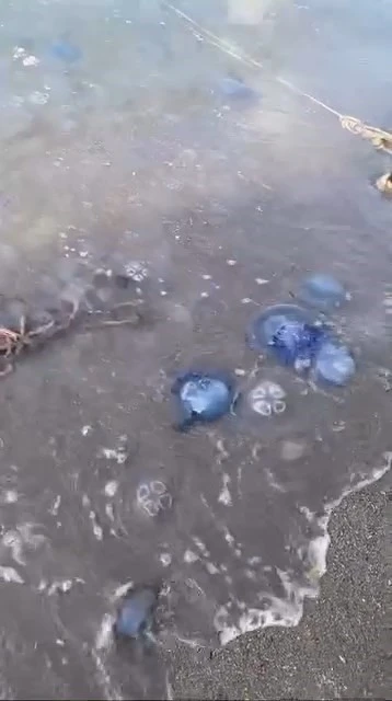 Mavi denizanaları Gemlik sahilini sardı
