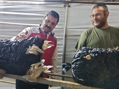 Menteşe’de istiridye mantarı üretimine yerinde denetim
