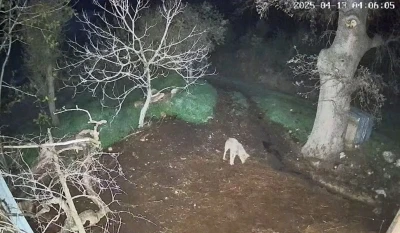 Menteşe&rsquo;de kurdun saldırdığı 3 koyun telef oldu
