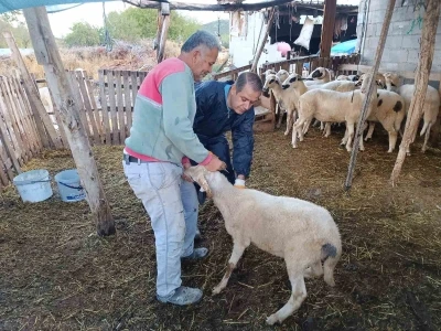 Menteşe’de şap aşısı kampanyası hız kesmiyor
