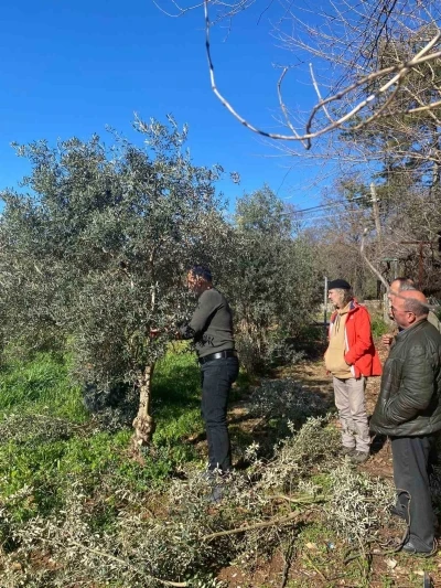 Menteşe&rsquo;de zeytin ağa&ccedil;ları mercek altında

