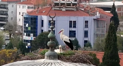 Menteşe&rsquo;nin sadık misafirleri geldi, 30 yıllık gelenek bozulmadı
