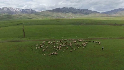 Meradaki koyunların yanına gelen sığırcık kuşları g&ouml;rsel ş&ouml;len sundu
