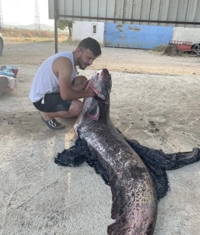 Meriç Nehri’nde 73 kiloluk yayın balığı yakalandı
