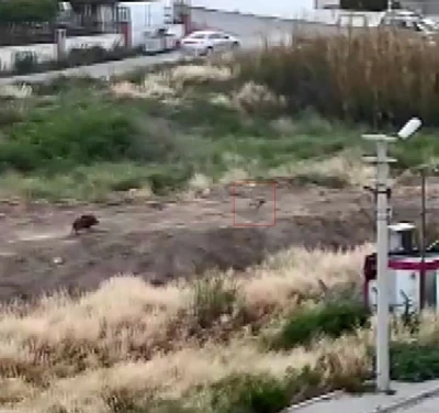 Mersin’de domuz sürüsü köpeği kovaladı: O anlar kamerada
