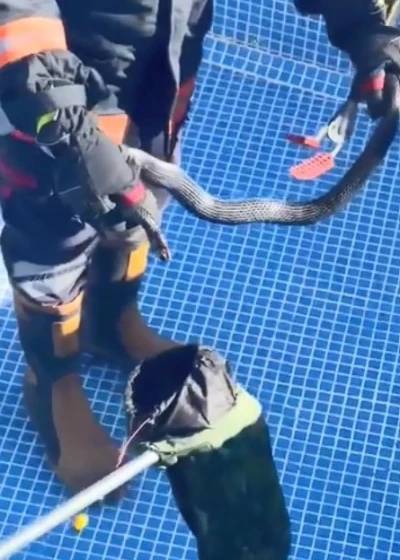 Mersin’de havuza ’karayılan’ girdi
