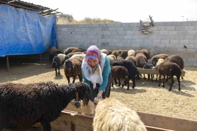 Mersin’de küçükbaş hayvan ve yem desteği üreticilerin yüzünü güldürdü
