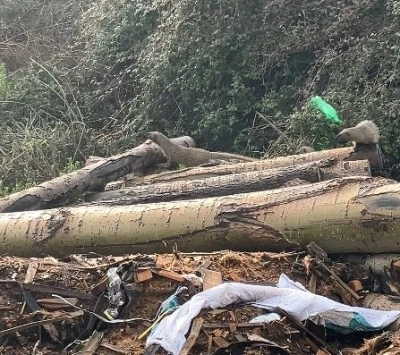 Mersin&rsquo;de sansar ailesi g&ouml;r&uuml;nt&uuml;lendi
