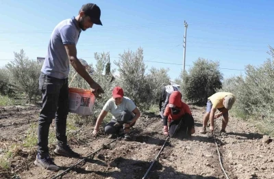 Mersin’de üreticiye ilk kez enginar yumrusu desteği verildi
