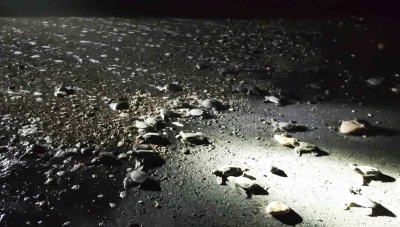 Mersin’de yönünü şaşıran yavru kaplumbağalar genç gönüllüler tarafından denize ulaştırılıyor
