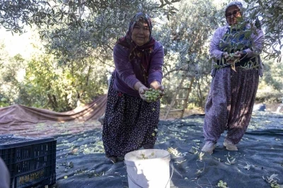 Mersin’deki fidan destekleri meyvesini veriyor
