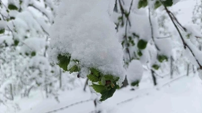 Meteorolojiden Ordu&rsquo;da zirai don uyarısı
