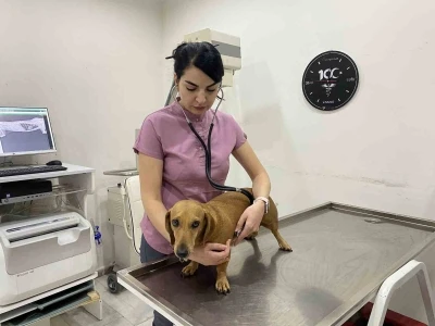 Mevsim geçişlerinde evcil hayvanların sağlığı için dikkat edilmesi gerekenler
