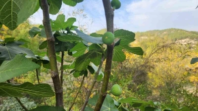 Mevsimi şaşıran incir ağaçları meyve verdi

