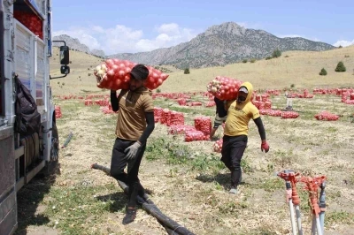 Mevsimlik soğan işçilerin zorlu mesaisi dronla görüntülendi
