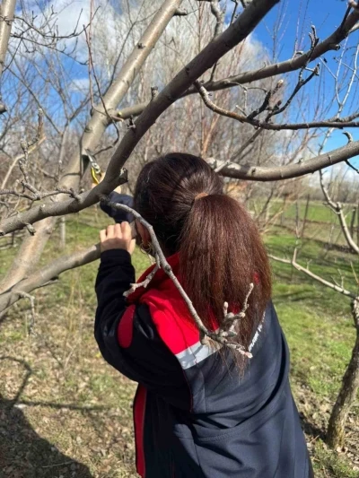 Meyve ağa&ccedil;larında budama &ccedil;alışmaları devam ediyor
