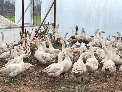 Meyve bah&ccedil;elerinde yabani otla m&uuml;cadelede kazlar sahaya indi
