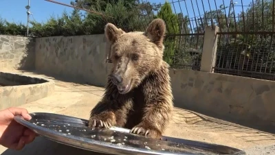 Mide rahatsızlığı nedeniyle tomografi cihazına giren ayı Okan sağlığına kavuştu
