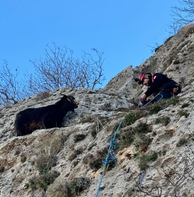 Midyat&rsquo;ta Kayalıklarda Mahsur Kalan Ke&ccedil;i AFAD Tarafından Kurtarıldı