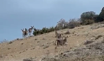 Mihalı&ccedil;&ccedil;ık&rsquo;ta ka&ccedil;ışan 10 geyik b&ouml;yle g&ouml;r&uuml;nt&uuml;lendi
