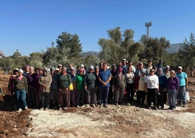 Milas’ta 151 zeytin ağacı doğal saksı yöntemiyle yeni yerlerine taşındı
