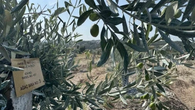 Milas&rsquo;ta bilimsel y&ouml;ntemlerle taşınan zeytin ağa&ccedil;ları, bir yıl dolmadan yeniden meyve vermeye başladı
