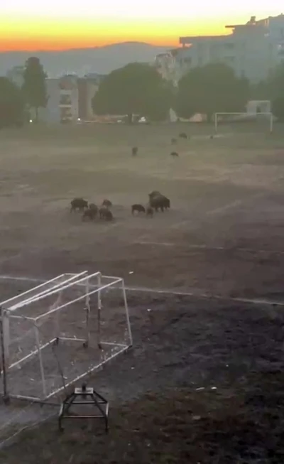 Milas&rsquo;ta yaban domuzları futbol sahasını mesken tuttu
