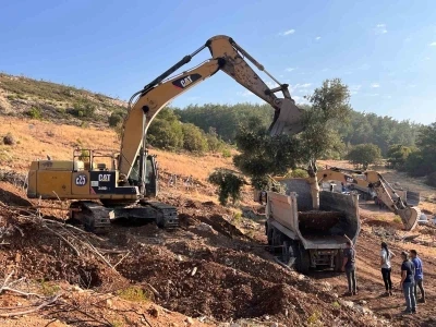 Milas’ta zeytin ağaçları taşınarak yaşatılıyor
