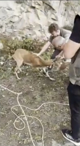 Milli Parklar’ın fendi dağ keçisinin inadını yendi
