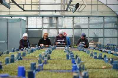 Milyonlarca sebze fidesi profesyonel ellerde &uuml;retiliyor

