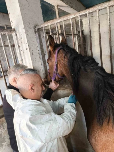 Milyonluk safkan İngiliz atına sağlık taraması
