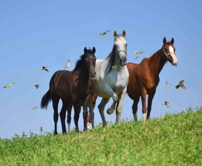 Milyonluk taylar görücüye çıkmaya hazırlanıyor
