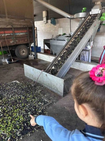 Minikler zeytinin ağaçtan sofraya uzanan serüvenini uygulamalı öğrendi
