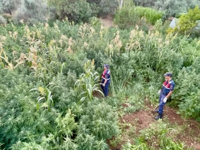 Mısır tarlası zehir tarlası çıktı
